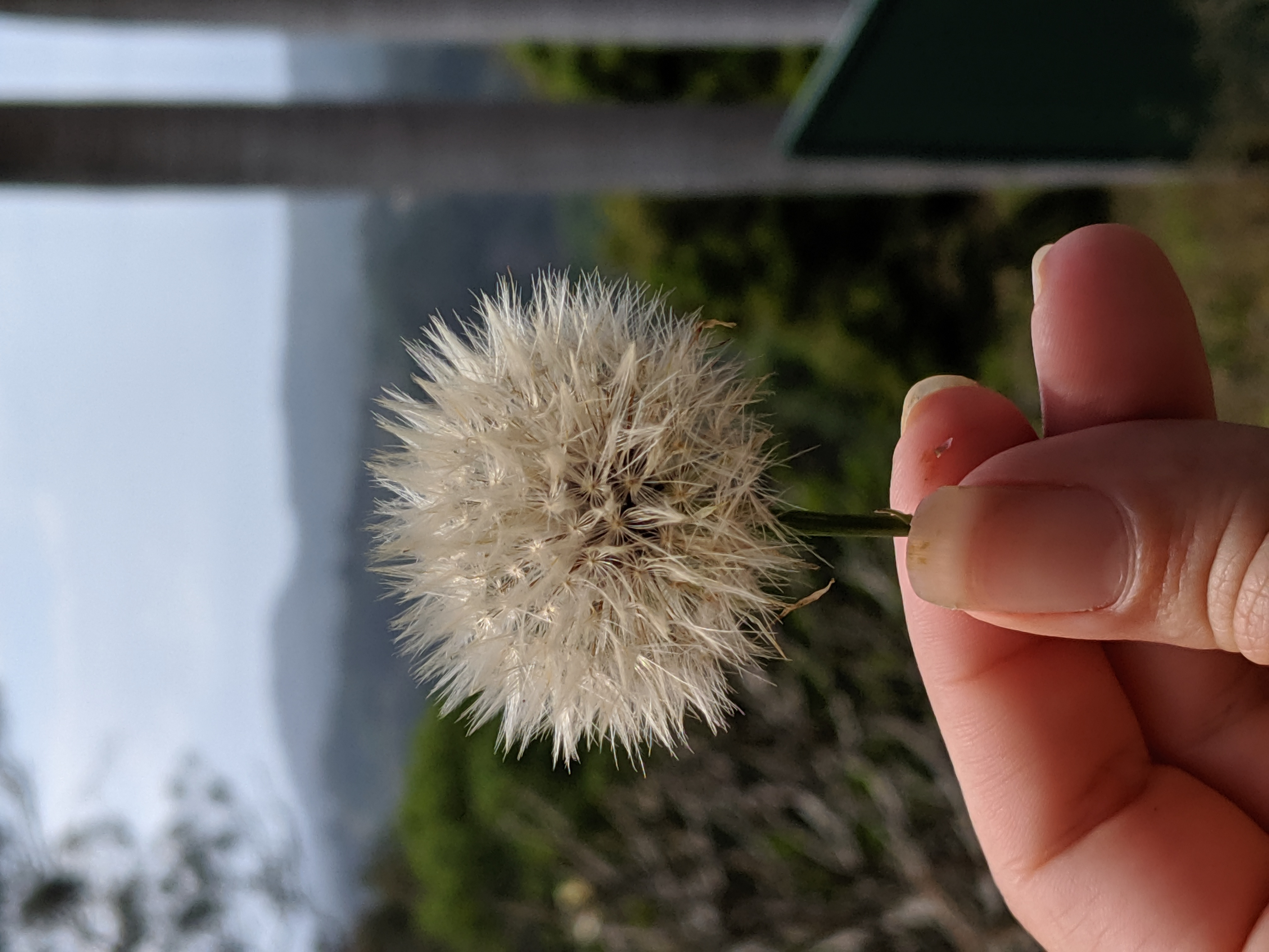 Psychedelic Dandelion